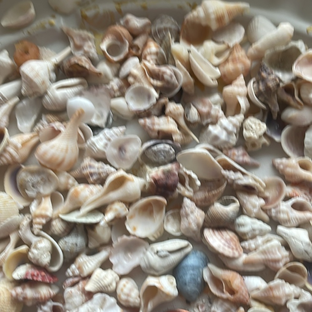 Shells - Picture 2 of 5